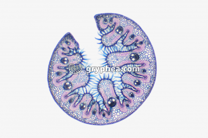 Feuille d'Oyat CT x10 - gryphea.org